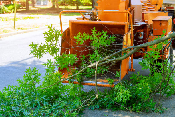 Professional Tree Service in Mechanicstown, NY